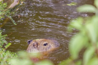 A (greater) capybara (Hydrochoerus hydrochaeris) swims in a river