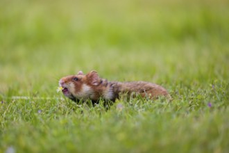 A European hamster (Cricetus cricetus), Eurasian hamster, black-bellied hamster or common hamster,