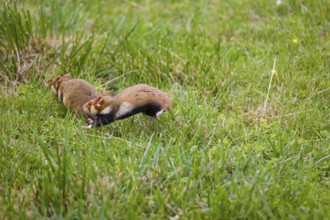 Mating season. Two European hamster (Cricetus cricetus), Eurasian hamster, black-bellied hamster or