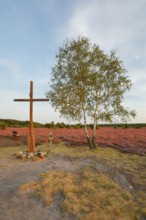 Evening atmosphere on the Fassberg summit at 94 metres above sea level, Südheide nature park Park,