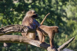 One adult male and one adult female Gelada (Theropithecus gelada), or bleeding-heart monkey sitting