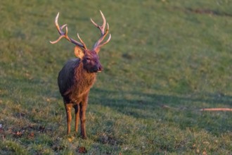 One Dybowski stag (Cervus nippon hortulorum) stands on a green meadow at sunrise