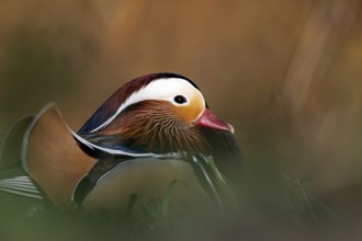 Mandarin duck (Aix galericulata), drake, mating season, on land, resting, portrait, Heiligenhaus,