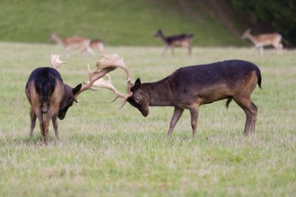 Two male fallow deer (Dama dama) fight in rutting season