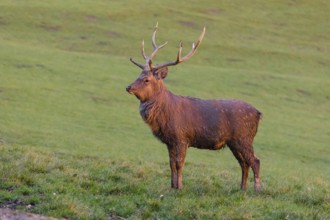 One Dybowski stag (Cervus nippon hortulorum) stands on a green meadow at sunrise