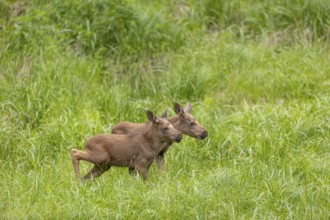 Two baby moose or elk, Alces alces, (19 days old, born May 8, 2020) walking through tall fresh