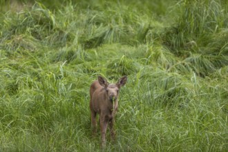 One baby moose or elk, Alces alces, (19 days old, born May 8, 2020) walking through tall fresh