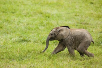 4 months old African baby elephant (Loxodonta africana) walks over a green meadow