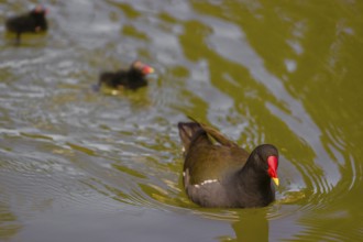 An adult common moorhen (Gallinula chloropus), swims in a pond, followed by two chicks