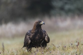 One golden eagle (Aquila chrysaetos) sitting in a meadow during snow fall. A forest in the