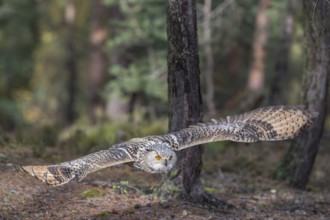 One Siberian Eagle Owl (Bubo bubo sibiricus) flying thru a forest