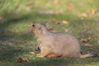 One black-tailed prairie dog sitting on short grass, searching for food on a bright sunny day