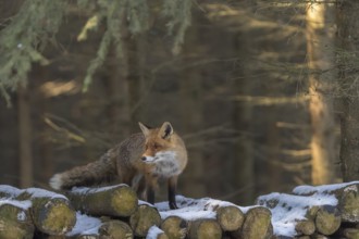 One red fox, Vulpes vulpes, standing on a stack of wood in a forest searching for food