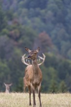 Female red deer standing on a meadow with a males antlers behind her. Looks as she is wearing the