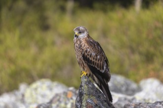 One Red kite, Milvus milvus, sitting on a stone in a field of stones in early morning light and an