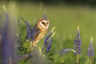 One barn owl (Tyto alba) sitting on a branch lying in a field of flowering lupines in late evening