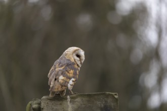 One barn owl (Tyto alba) perched on a very old gravestone in a forest. Green vegetation in the