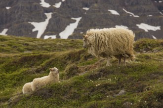 Grazing sheep in fresh green grass, Seydisfjordur, E Iceland