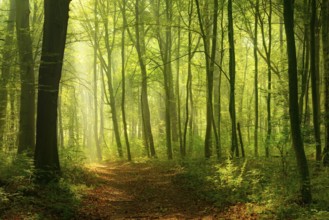 Hiking trail in deciduous forest, sunbeams break through morning fog, Freyburg (Unstrut),