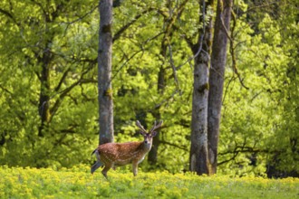 One male Manchurian sika deer or Dybowski's sika deer (Cervus nippon mantchuricus or Cervus nippon