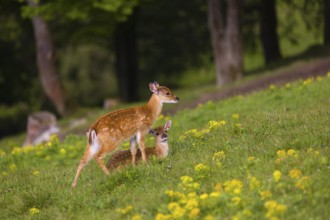 Two young Manchurian sika deer or Dybowski's sika deer (Cervus nippon mantchuricus or Cervus nippon