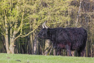 One Highland cow (Bos primigenius) taurus) stands on a pasture at a forest edge