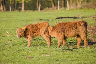 Two Highland calves (Bos primigenius) taurus) stand on a pasture