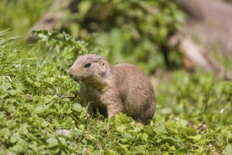 A black-tailed prairie dog sits on fresh green vegetation, searching for food on a bright sunny day