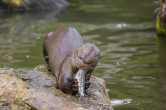 A giant otter or giant river otter (Pteronura brasiliensis) sits on a rock in the shallow water of