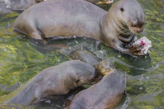 An adult giant otter or giant river otter (Pteronura brasiliensis) swims in a small river carrying