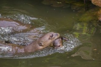 An adult giant otter or giant river otter (Pteronura brasiliensis) swims in a small river carrying