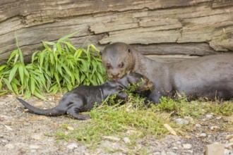 A two-year-old giant otter or giant river otter (Pteronura brasiliensis) cares for a 2-month-old