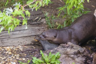 An adult giant otter or giant river otter (Pteronura brasiliensis) runs over a log on the riverbank