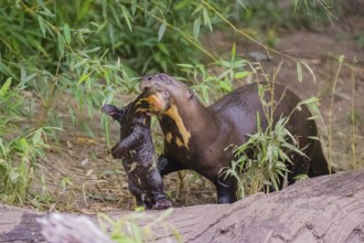 An adult giant otter or giant river otter (Pteronura brasiliensis) runs over a log on the riverbank