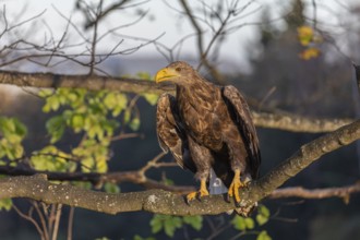 One white-tailed eagle (Haliaeetus albicilla) sitting on a branch of a tree in early morning light.