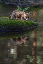 One young red fox, Vulpes vulpes, walking over a mossy rock in a shallow forest creek in late light