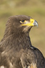 Portrait of Aquila nipalensis, steppe eagle, in late light with green background