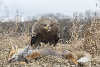 One steppe eagle, Aquila nipalensis, feeding on a carcass of a red fox. Trees and grass in the