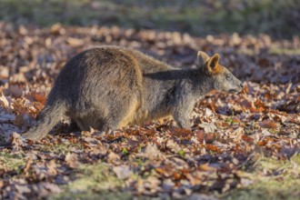 One swamp wallaby (Wallabia bicolor) next to a bush in early morning light