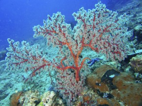 Red coral, Godeffroy's soft coral (Siphonogorgia godeffroyi), in the blue ocean, dive site Spice