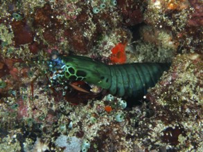 Bright green mantis shrimp, clown mantis shrimp (Odontodactylus scyllarus), in a rocky underwater