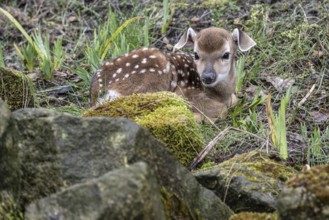 Vietnamese sika deer (Cervus nippon pseudaxis), newborn calf, Nordhorn Zoo, Lower Saxony, Germany,