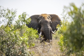 African elephant (Loxodonta africana), male, animal portrait between green bushes, Kruger National