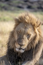 Lion (Panthera leo), animal portrait, adult male sleeping, lying in dry grass, Khwai, Okavango