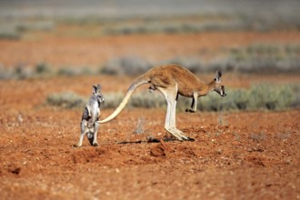 Red kangaroo (Macropus rufus), female jumping with young, Sturt National Park, New South Wales,