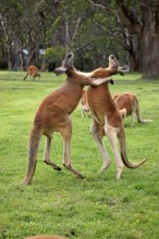 Red kangaroo (Macropus rufus), male, fighting, two animals, Tibooburra, New South Wales, Australia,