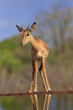 Black Heeler Antelope (Aepyceros melampus), young male, at the water, alert, Kruger National Park,