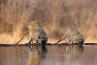 Vervet Monkey (Chlorocebus pygerythrus), adult, two animals, drinking, at the water, Kruger