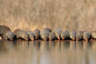 Zebra mongoose (Mungos mungo), adult, group, at the water, drinking, Kruger National Park, Kruger