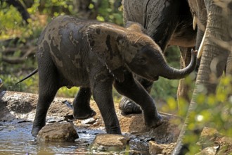 African elephant (Loxodonta africana), young elephant, baby elephant, calf, at the water, drinking,